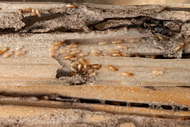 Best Rat Extermination Near Me  in Virginia Beach, VA